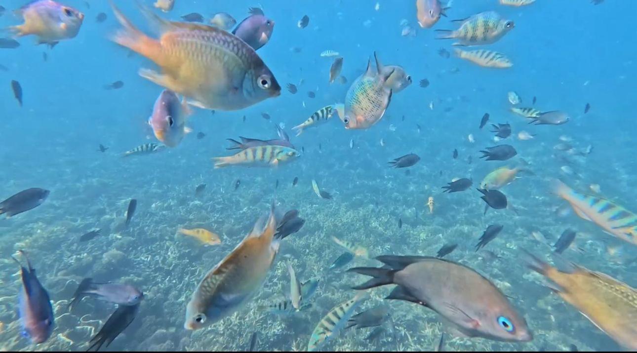 D'Flora Homestay Labuan Bajo Dış mekan fotoğraf